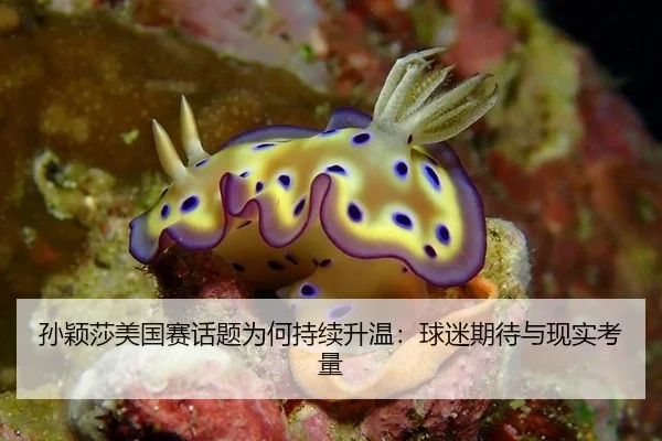孙颖莎美国赛话题为何持续升温：球迷期待与现实考量